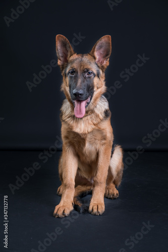 Portrait of a German Shepherd  3 years old  sit in full body  in front of black background  copy-space