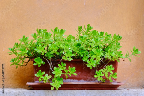 Rectangular pot with stonecrop with a ochre wall background