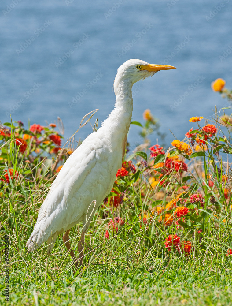 Obraz premium Cattle egret stood on grass in rural countryside meadow