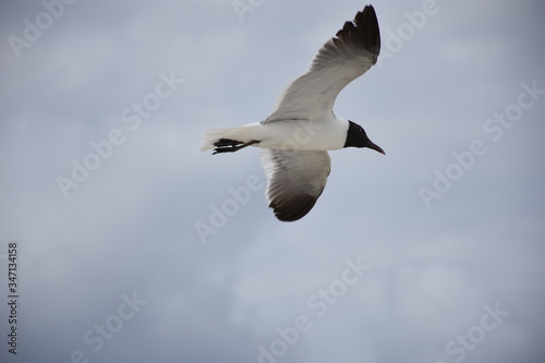 Black-Headed Gull in Flight © Samuel