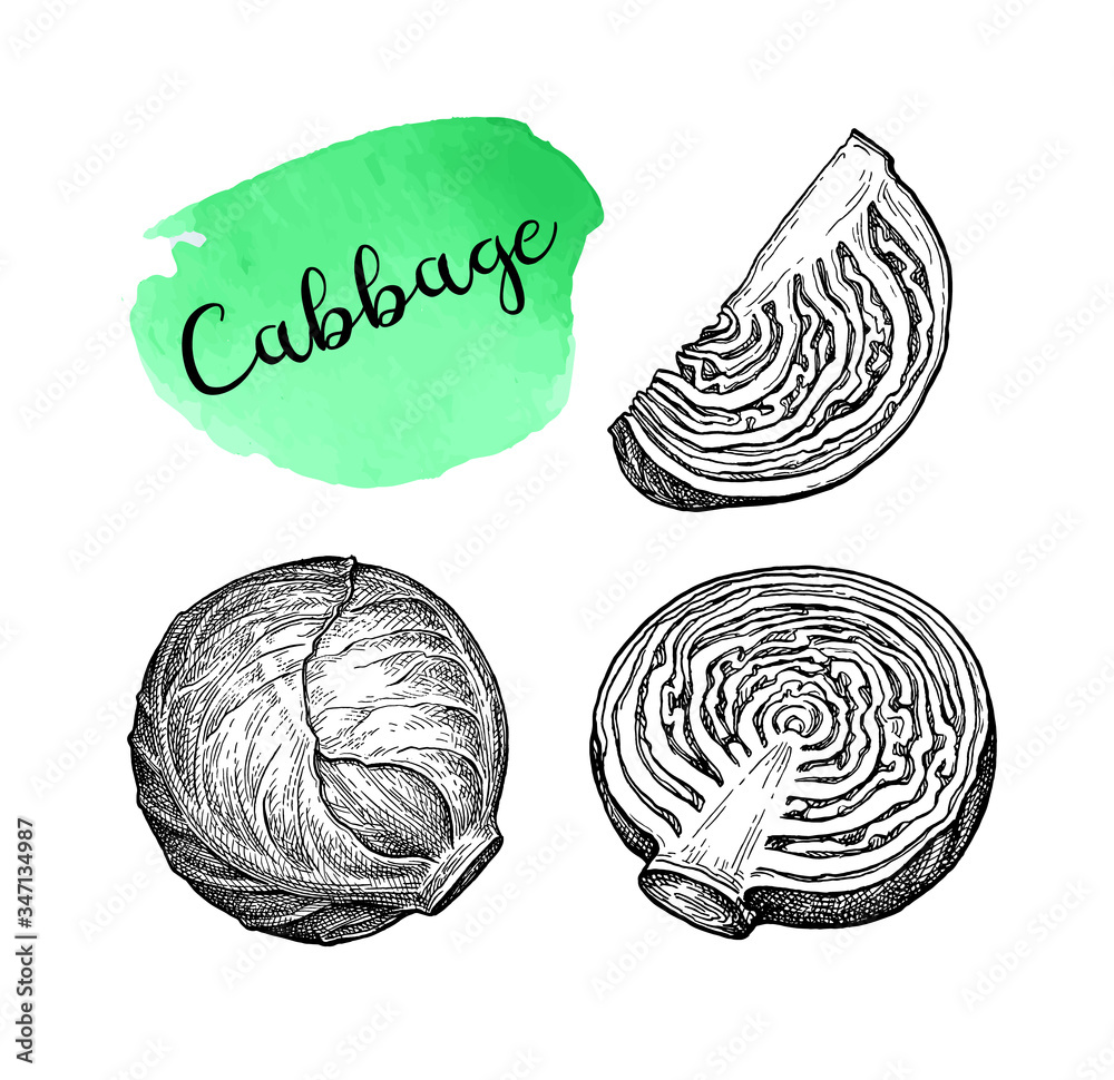 Ink sketch of cabbage Ink sketch of cabbage