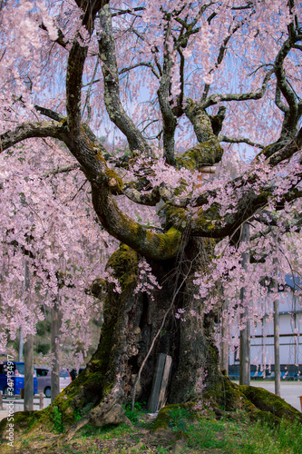 麻績の里　舞台桜 photo