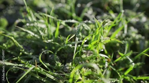 Detail of frozen and wet grass in the Highlands