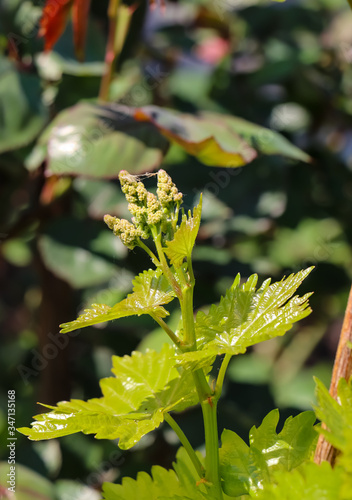 Canvas Print Grape inflorescence on the vine