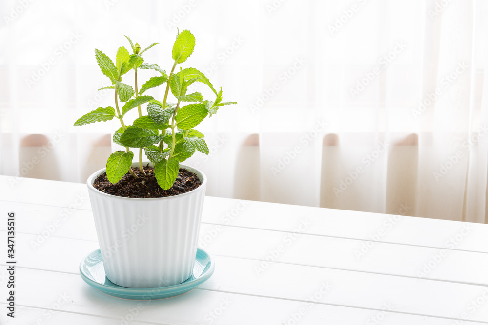Fototapeta premium Potted spearmint - スペアミント