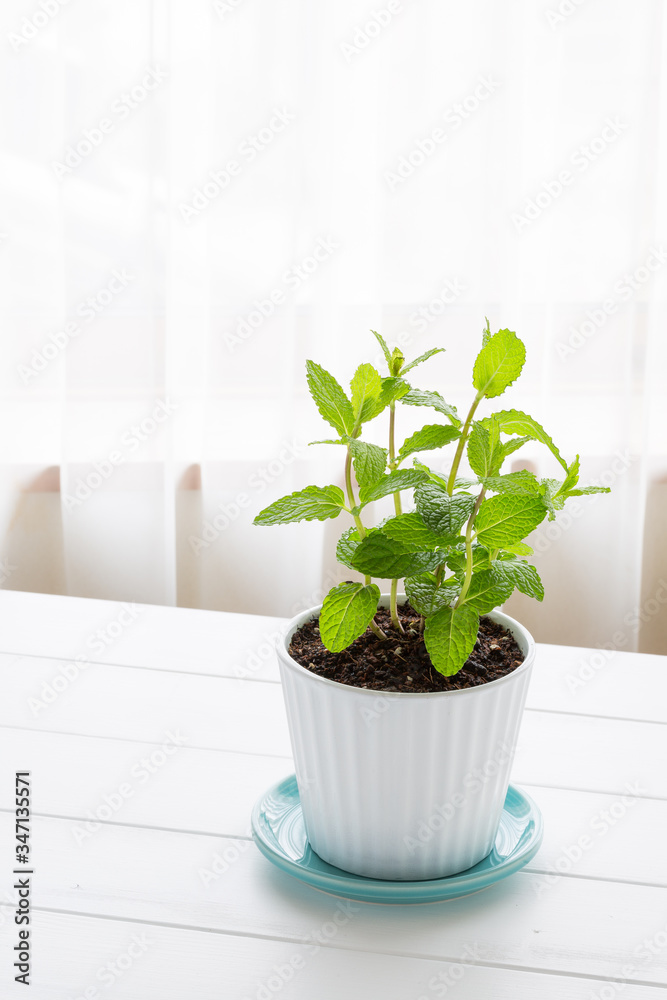 Fototapeta premium Potted spearmint - スペアミント