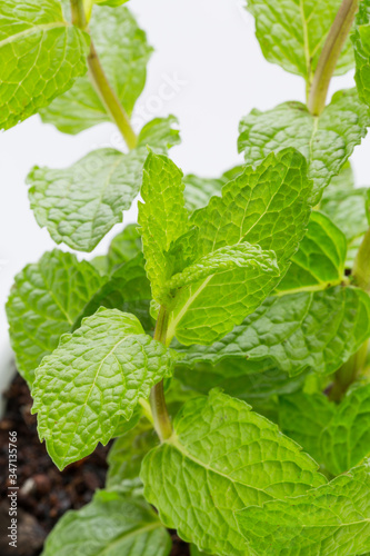 Potted spearmint -                   