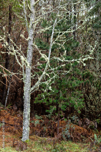 View of moss covered trees in native forest Tasmania