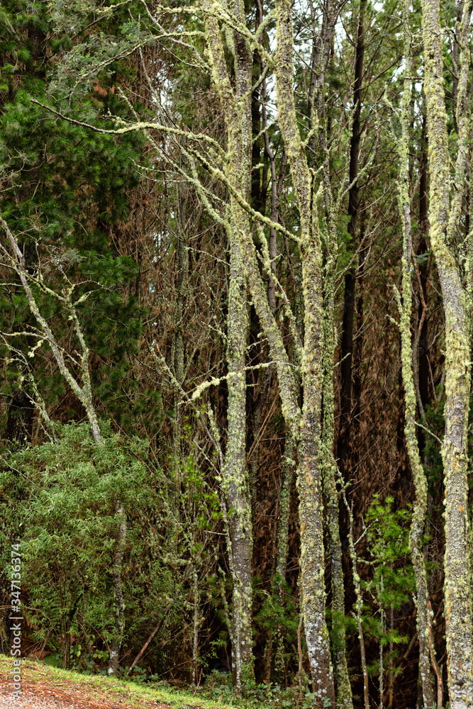 View of moss covered trees in native forest Tasmania View of moss covered trees in native forest Tasmania