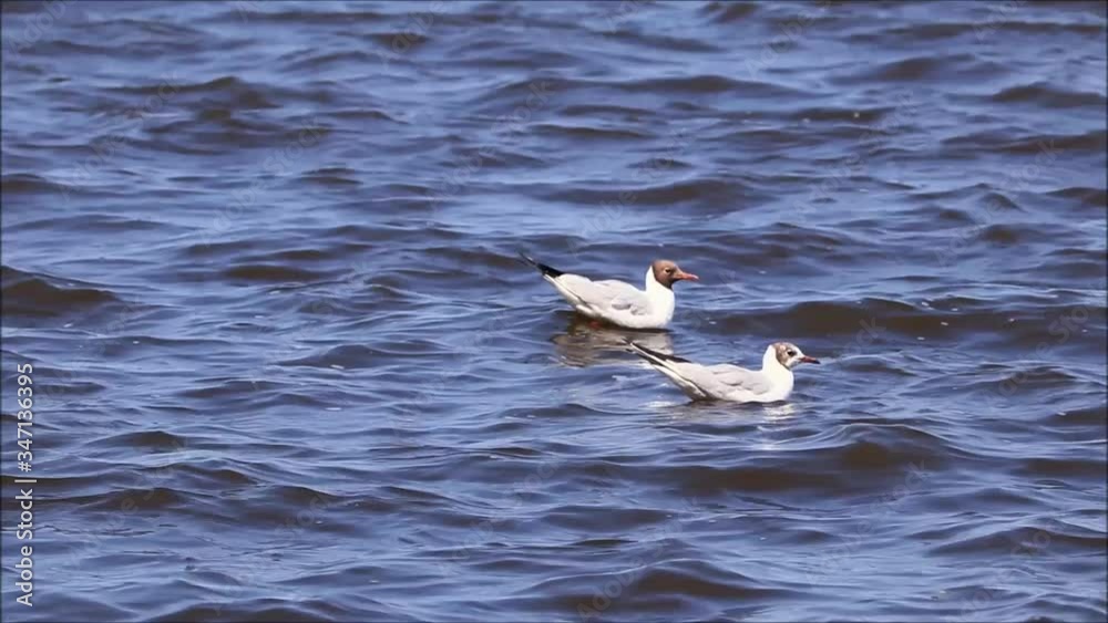 seagulls floating on water
seagulls floating on water