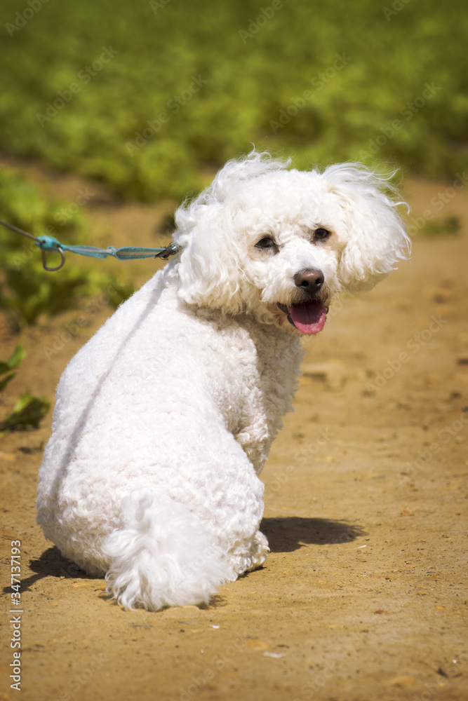 The cute white curly sitting dog / bichon on the pathway while walking The cute white curly sitting dog / bichon on the pathway while walking
