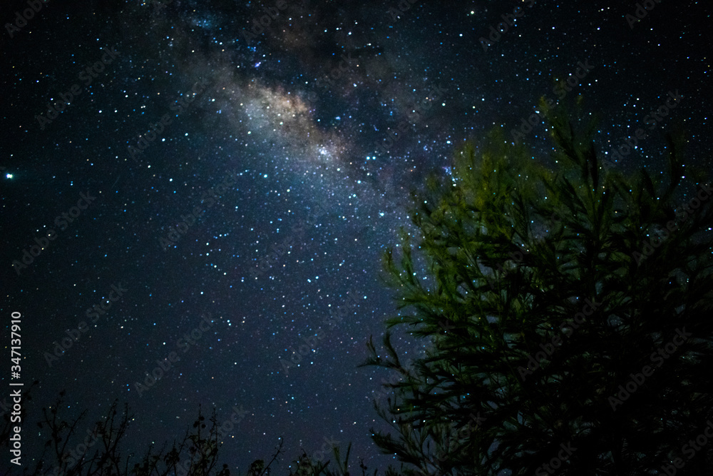 Milky Way galaxy and starry night sky with a tree over Sri Lanka, Asia