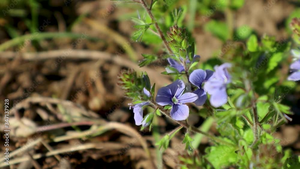 Spring delicate blue flowers bloom,wild botany close-up with green leaves and blurred background Spring delicate blue flowers bloom,wild botany close-up with green leaves and blurred background