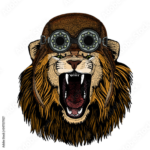 Lion. Wild animal portrait. Face of african cat. Aviator flying leather helmet with googles.