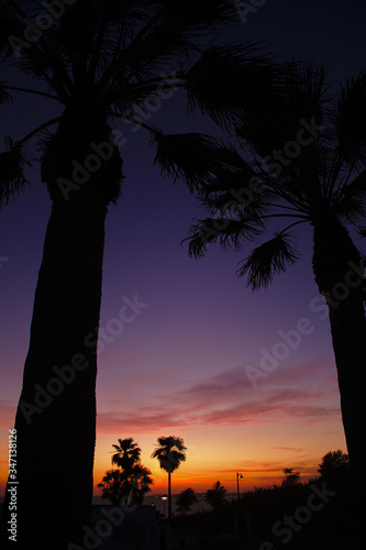Deep Purple palm tree silhouette - El Puerto de Santa Maria
