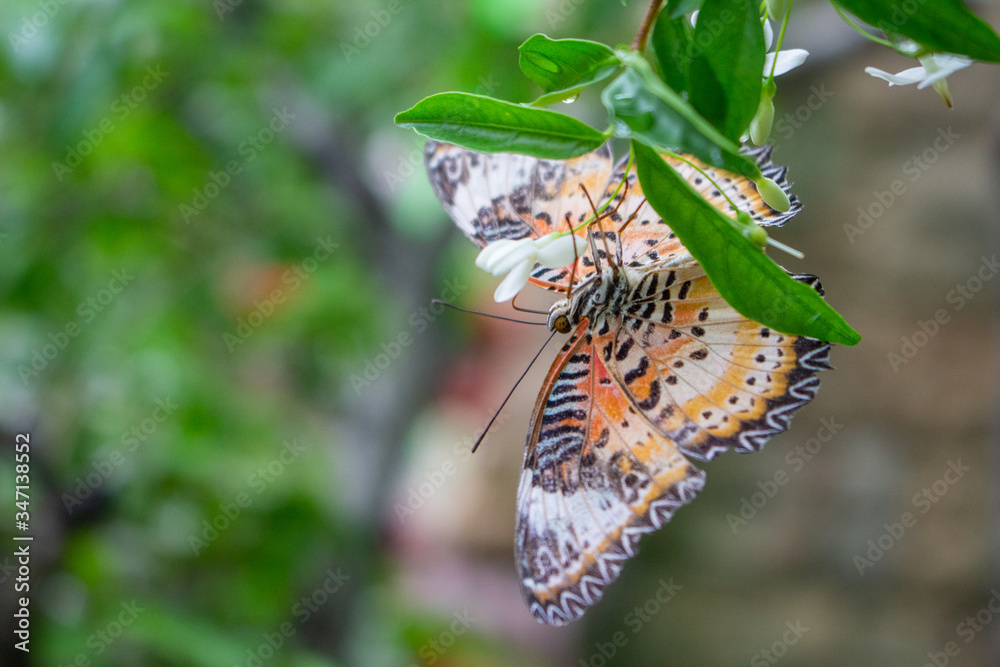 Underside of butterfly feeding at a flower.