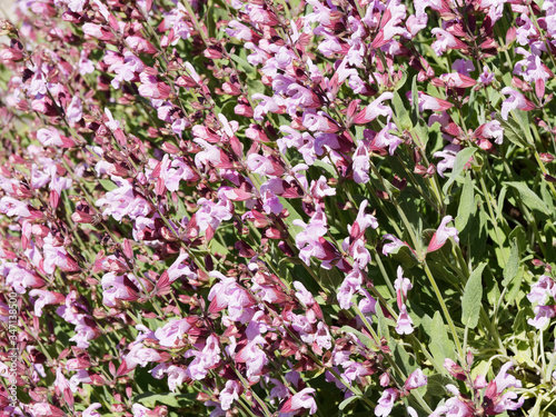 Sauge vivace ou sauge des bois (Salvia nemorosa) aux fleurs à grappes terminales élancées rose foncé, feuillage oval, vert et légèrement denté © Marc