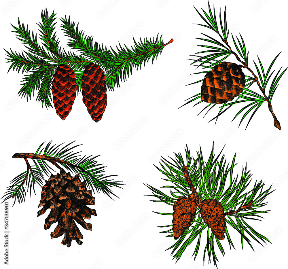 Christmas green branch with cones in the new year Christmas green branch with cones in the new year