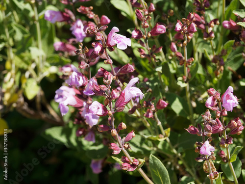 Salvia nemorosa | Sauge vivace 'Rose foncé' ou sauge des bois
