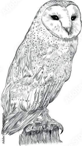 black and white polar owl bird on the tree