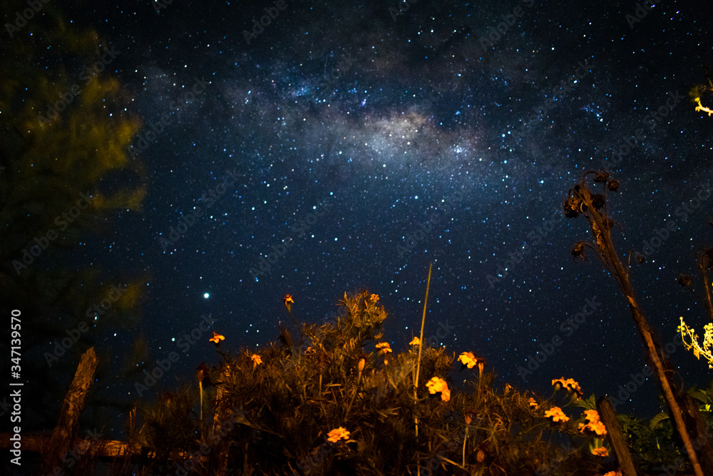Milky Way galaxy and starry night sky with orange flowers over Sri ...