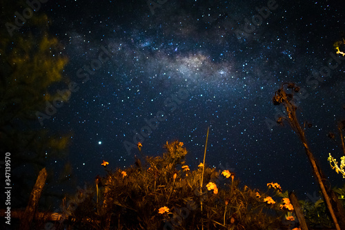 Milky Way galaxy and starry night sky with orange flowers over Sri lanka, Asia © Pubudu