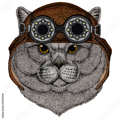 British shorthair cat. Scottish fold. Cute kitten. Cool animal. Aviator flying leather helmet with googles.