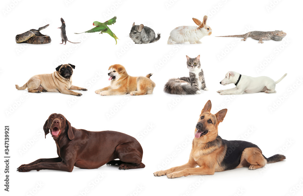 Set of different pets on white background Set of different pets on white background