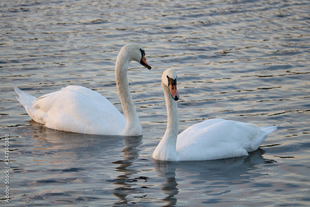 two swans in the lake two swans in the lake