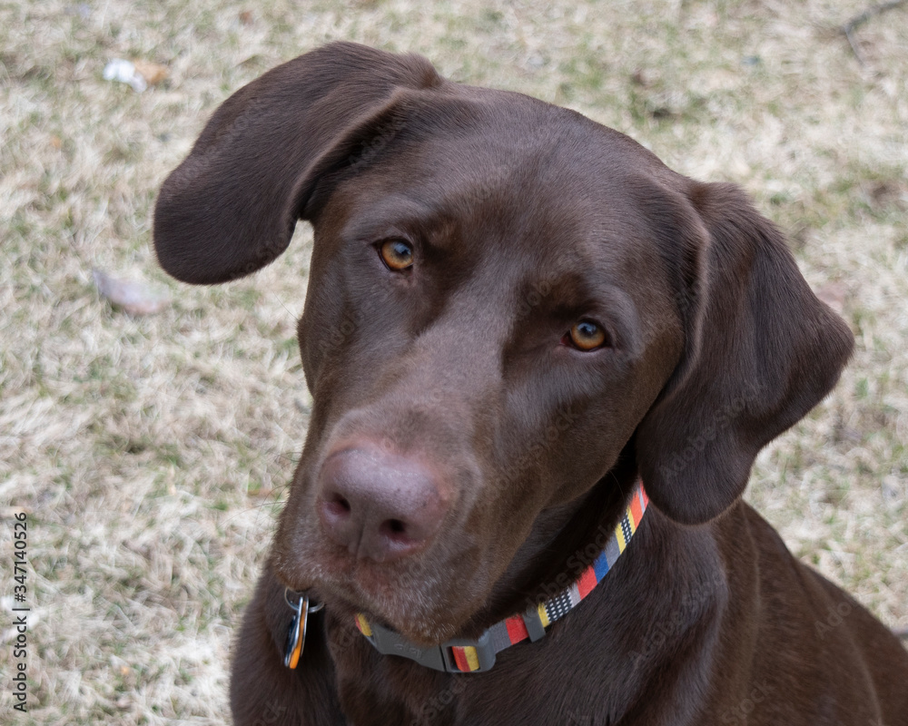 Closeup of the face of an adult Chocolate Labrador Closeup of the face of an adult Chocolate Labrador