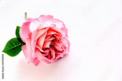 Fototapeta Naklejka Na Ścianę i Meble -  Fresh pink rose isolated on white background, with available copy space.
