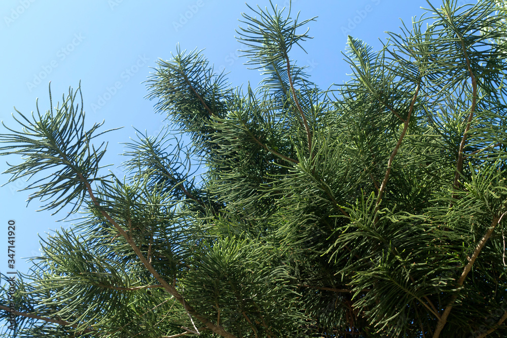 Naklejka premium Norfolk island pine branches 
