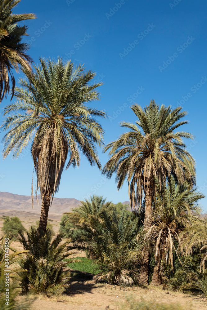 Palmeral cerca de la arboleda del Dades, en Marruecos Palmeral cerca de la arboleda del Dades, en Marruecos