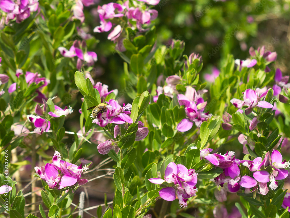 Bush with green leaves, purple flowers and a bee in sunlight Bush with green leaves, purple flowers and a bee in sunlight