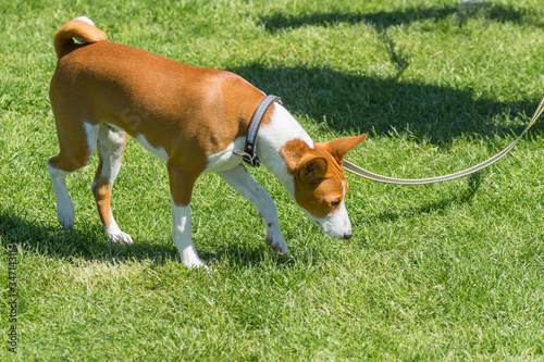 Mature basenji dog walking on a fresh lawn being on a leash
