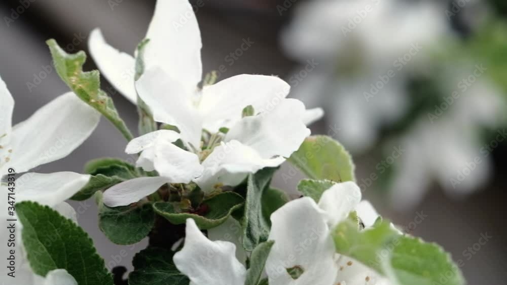 A bee pollinates white flowers of an apple tree outdoors. 4k A bee pollinates white flowers of an apple tree outdoors. 4k