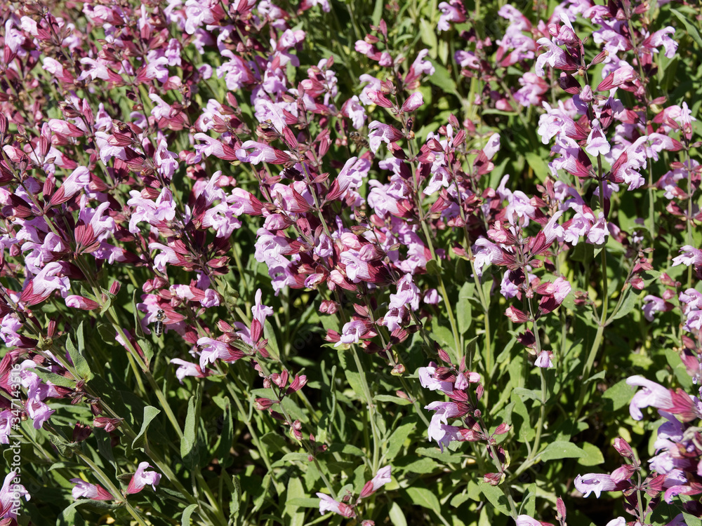 Salvia nemorosa | Sauge vivace 'Rose foncé' aux longs épis de petites fleurs roses lumineuse Salvia nemorosa | Sauge vivace 'Rose foncé' aux longs épis de petites fleurs roses lumineuse