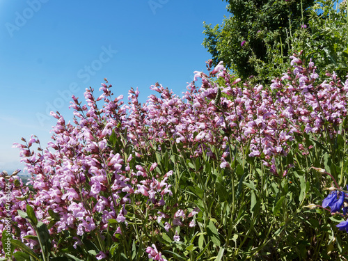 Massif agr  ment   de sauge vivace ou sauge des bois rose fonc    Salvia nemorosa 