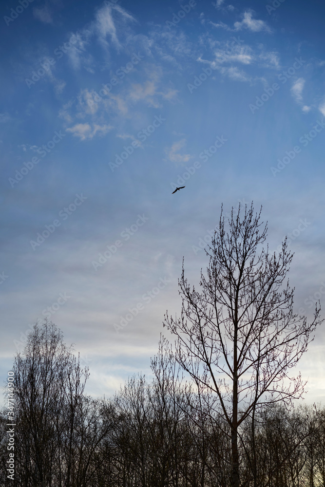 bird in the sky bird in the sky