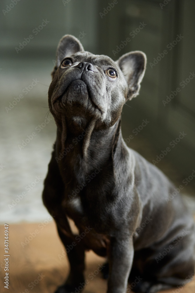 Obraz premium Portrait of a cute black french bulldog