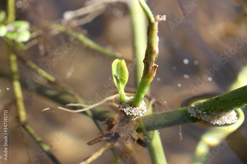 YOUNG LEAF GROWING IN WATER