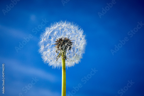 Image of single dandylion head with blue background with out of focus cloud  shallow depth of field.