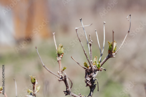 Close up of a currant branch with budding leaves on a spring Sunny day.