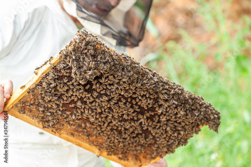 the process of extracting honey from the hive