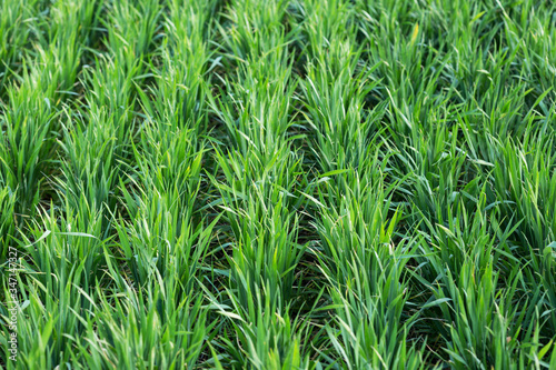 wheat field in early spring. first shoots