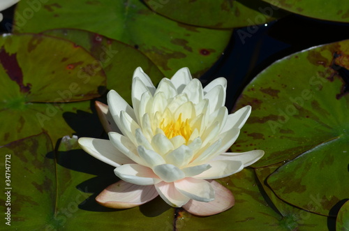 Close up of one white water lily flower  Nymphaeaceae  in full bloom on a water surface in a summer garden  beautiful outdoor floral background photographed with soft focus  