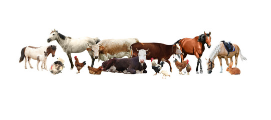 Collage of different farm animals on white background. Banner design