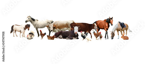 Collage of different farm animals on white background. Banner design