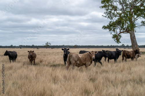  Specked park, Murray Grey and Angus cattle in Australia grazing on grass. in south west Victoria. 