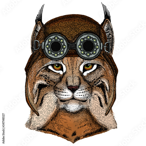 Lynx, bobcat, trot portrait. Head of wild cat. Animal face. Aviator flying leather helmet with googles.